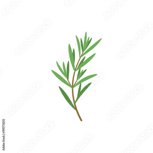 Tarragon Plant with Modern Flat Botanical Look Minimal 2D Vector Illustration