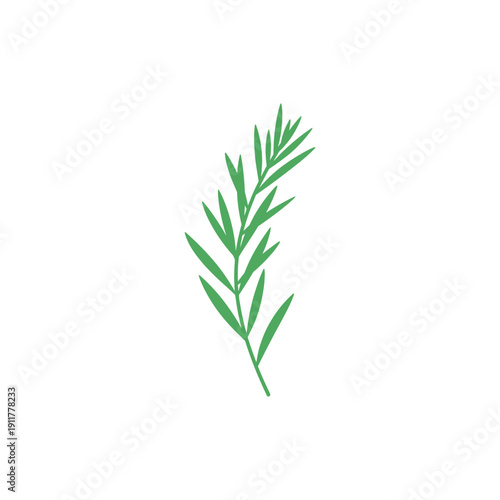 Tarragon Plant with Natural Irregularity Decorative Flat 2D Botanical Vector Illustration