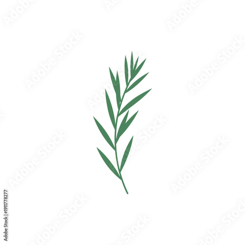 Tarragon Plant with Slim Elegant Profile, Graceful Botanical Herb 2D Vector Illustration