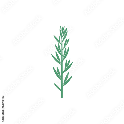 Tarragon Plant with Visible Stem Joints Clean Vector Look Culinary Herb Illustration