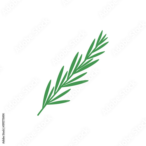 Tarragon Sprig Angled Slightly Left Herbal Vector Botanical Illustration Garden Plant