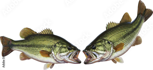 Two largemouth bass fish facing each other with open mouths green white brown