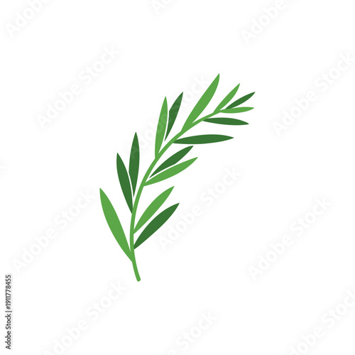 Tarragon Sprig with Gentle Curve Flat Colors Herbal Vector Botanical Illustration
