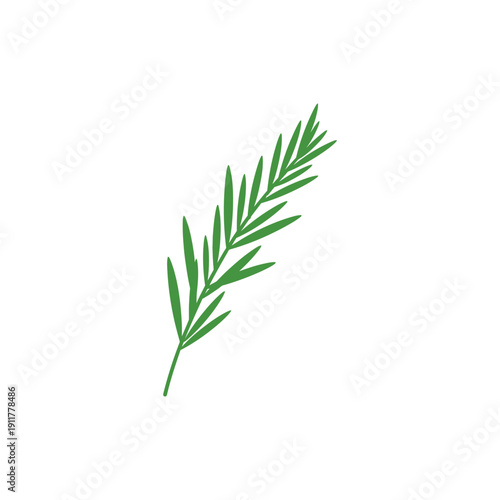 Tarragon Sprig with Long Thin Leaves Botanical Herb Illustration Green Garden Foliage
