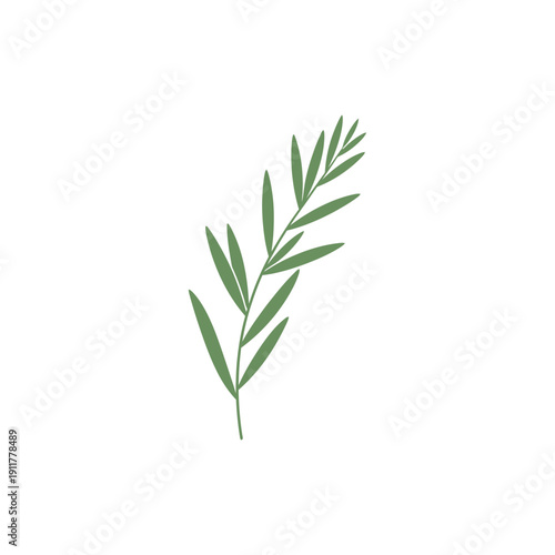 Tarragon Sprig with Modern Botanical Feel Botanical Herb Illustration Green Garden Foliage