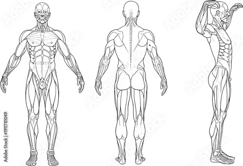 Detailed human muscular system anatomy illustration showing male body front back and side views with muscle structure lines isolated on white background