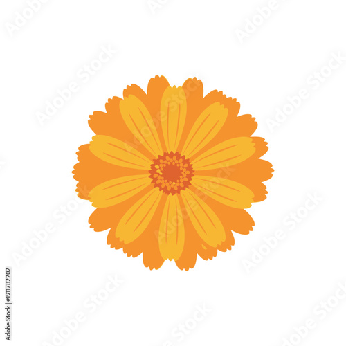 Calendula Flower Top View Showing Petal Layers Detailed Botanical Garden Bloom Illustration