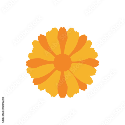 Calendula Flower with Bold Petal Layers Bright Bloom Botanical Garden Floral Illustration
