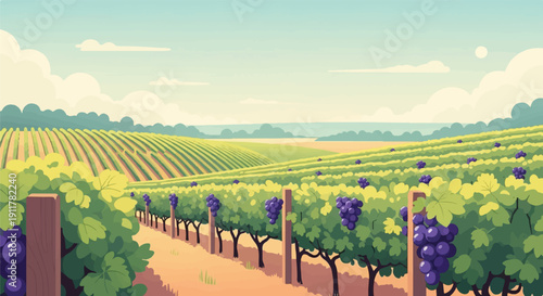 Rolling hills of a vineyard with ripe purple grapes under a pale sky
