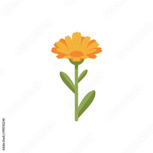 Calendula Flower Classic Flat Botanical Look Decorative Bright Floral Vector Illustration