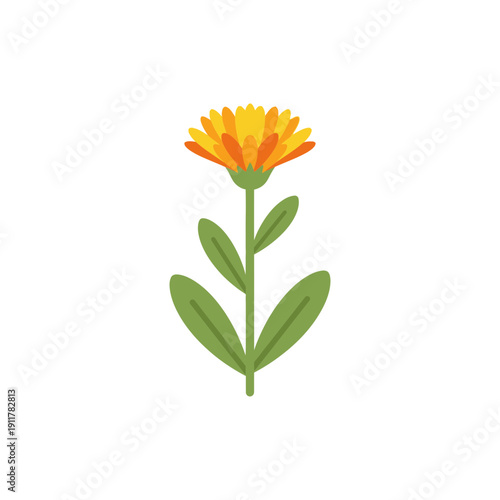 Calendula Plant with Simple Herbal Illustration Botanical Vector Art Garden Flower