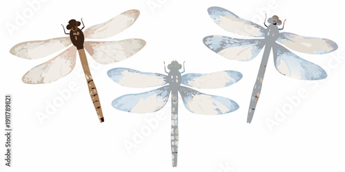 Three dragonfly illustrations in a delicate pale watercolor style