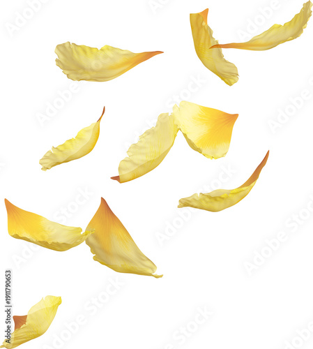 Falling Yellow Peony Flowers Petals