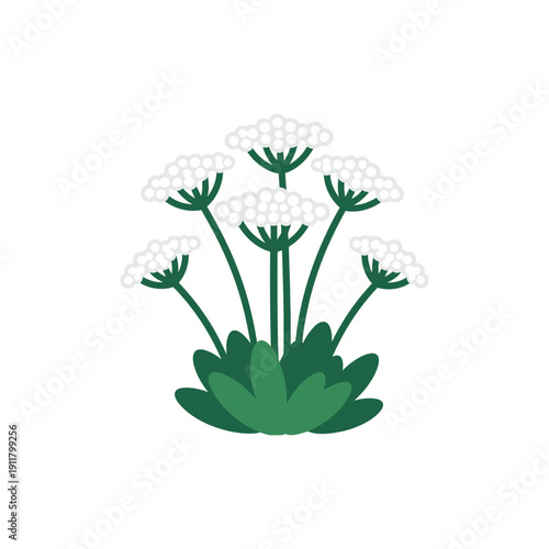 Yarrow Sneeuwwitje White Compact Flowers with Dark Green Leaves Flat Vector Icon