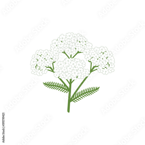 Yarrow Schneewittchen White Flowers with Green Leaves Vector for Botanical Design