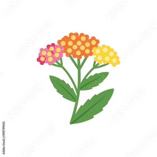 Yarrow Tropical Sunrise Orange Pink Yellow Flowers with Green Leaves Vector