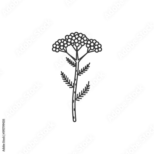 Yarrow Botanical Stem Focus with Textured Hairy Appearance Vector Illustration