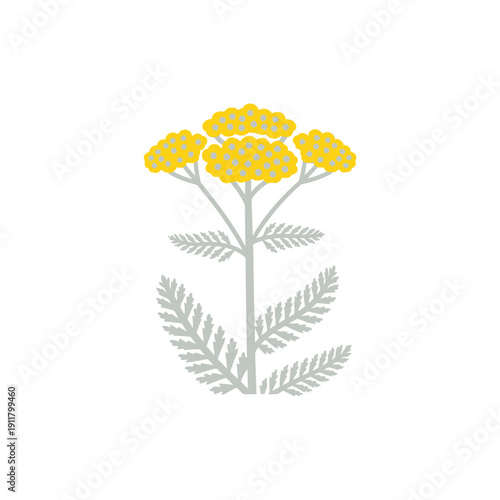Yarrow Moonshine Sulphur Yellow Flowers with Silvery Grey Leaves Vector Design