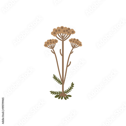 Yarrow Winter Dried Flower Heads with Brown Stems and Dormant Leaves Vector