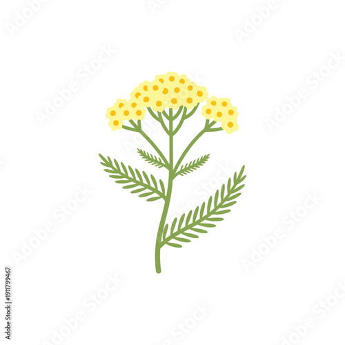 Yarrow Hella Glashoff Pale Primrose Flowers with Ferny Leaves Vector Illustration
