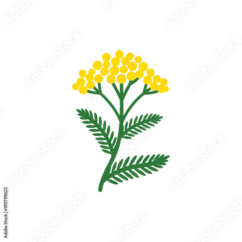 Golden Plate Yarrow Vector Flat 2D Bright Yellow Flower Heads Deep Green Leaves Illustration