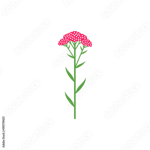 Pretty Woman Pink Yarrow Vector Flat 2D Bright Pink Flowers Tall Green Leaves Illustration