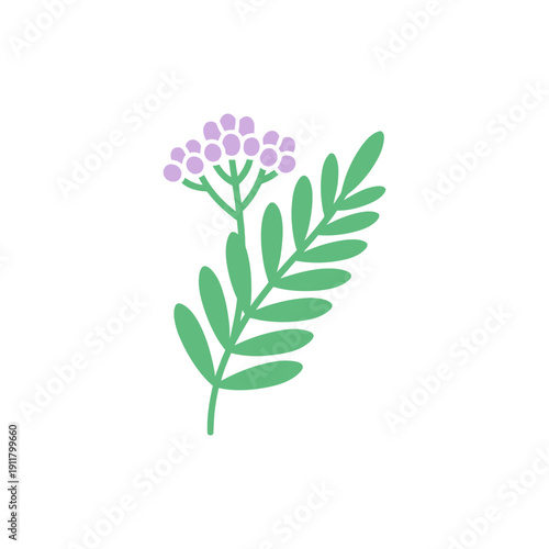 Yarrow Single Leaf Spray with Small Lavender Flower Buds, Solid Color Minimal Vector