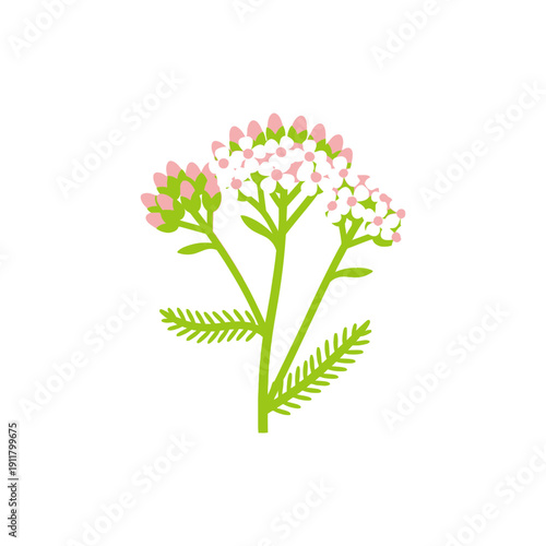 Pale Pink Yarrow in Bud and Bloom with Lime Green Foliage, Minimal Flat Botanical Vector