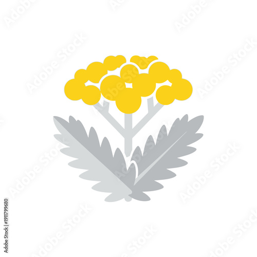 Bright Yellow Yarrow 'Moonshine' with Silver Leaves, Minimal Flat Botanical Vector Illustration