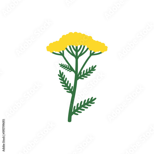 Galaxy Yellow Yarrow with Sunny Yellow Flowers and Dark Green Foliage, Flat Botanical Vector