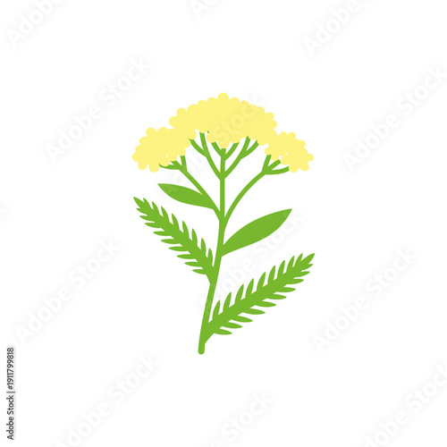 Lemon Sorbet Yarrow Icon with Light Lemon Flowers and Bright Green Leaves, Botanical Vector