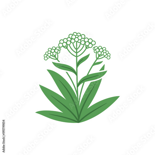 Wetland Yarrow Icon with Moisture-Loving Broad Leaves and White Flowers, Botanical Vector