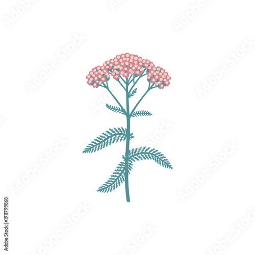 Yarrow New Vintage Rose with Clear Rose Flowers and Blue-Green Foliage, Flat Botanical Vector Illustration