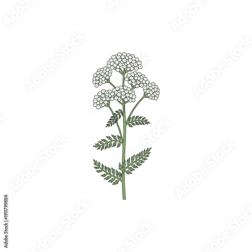 Yarrow Side Profile with Tall Stem and Multiple Umbels at Different Heights, Flat Botanical Vector Illustration