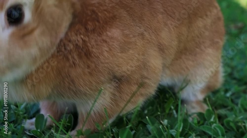 Cat goes near beige rabbit sitting on green grass meadow, rabbit jumps away close to camera and looks to its. Close-up Easter Bunny. Domestic animals walking outdoor. Predator and herbivore behavior.