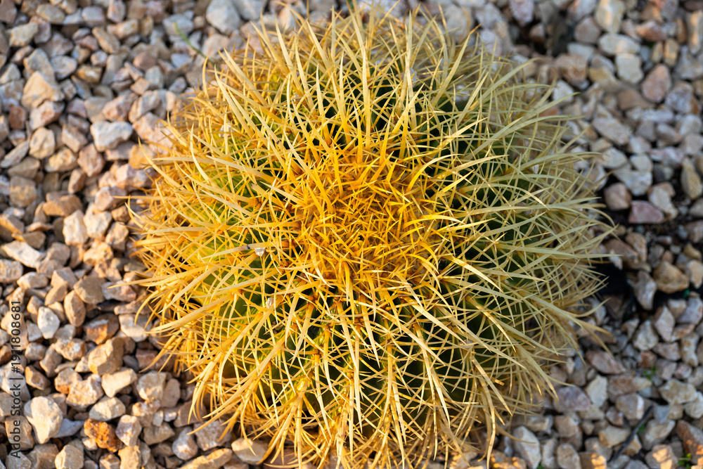Fototapeta premium Golden barrel cactus growing in desert environment with sharp yellow spines and rounded shape, displaying resilience and drought tolerance