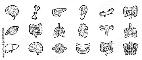 Hand-drawn anatomical sketches of human organs and body parts