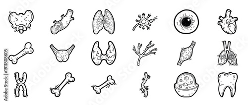 Hand-drawn human anatomy sketches: organs, bones, and tissues illustrated