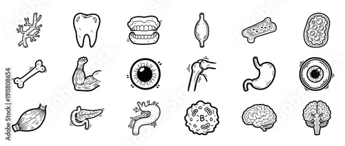 Set of medical anatomy doodles featuring organs and body parts illustrations