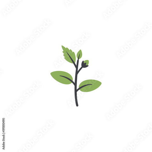 Hibiscus Seedling Young Tropical Plant Botanical Vector Illustration