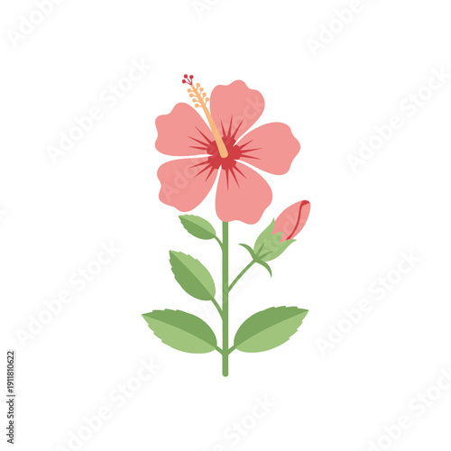 Hibiscus Flower Full Plant Flat Vector Illustration, Tropical Botanical Floral Design