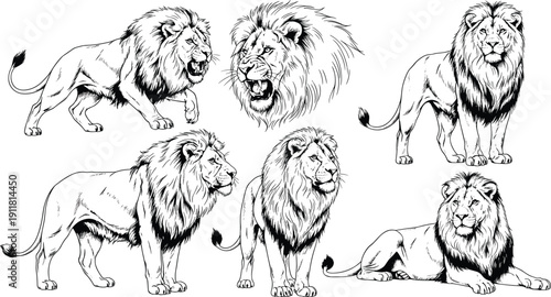 Lion animal set realistic wild predator poses roaring standing walking and resting vector illustration collection