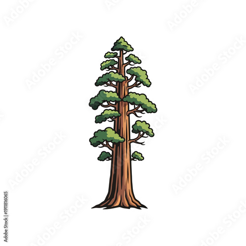 Illustration of a tall sequoia tree with a thick trunk and green foliage.