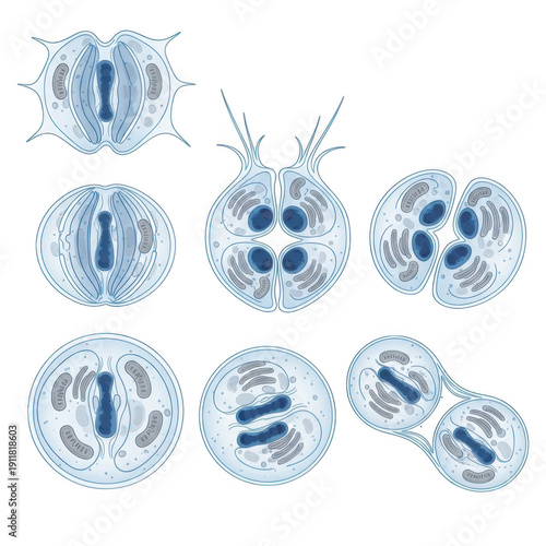 Scientific illustration of the various stages of cell division and mitosis in eukaryotes. isolated on transparent background