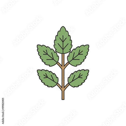Lemon Balm Botanical Flat Design with Stylized Leaves and Simplified Stems 2D Vector Illustration