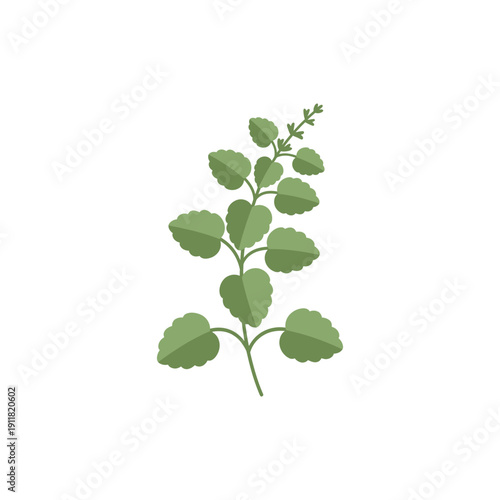 Lemon Balm Botanical Icon with Calm Minimal Plant Design, Flat 2D Vector Illustration