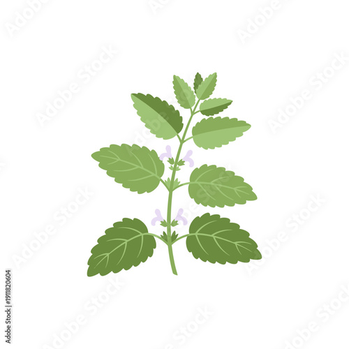Lemon Balm Botanical Icon with Clean Flat Herbal Identity, 2D Vector Plant Illustration