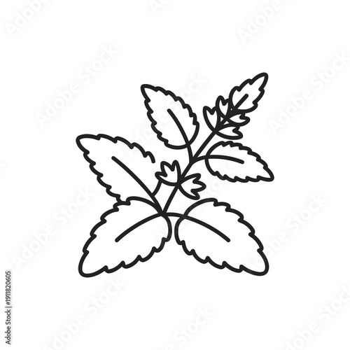 Lemon Balm Botanical Icon with Simple Herbal Form Flat 2D Vector Illustration