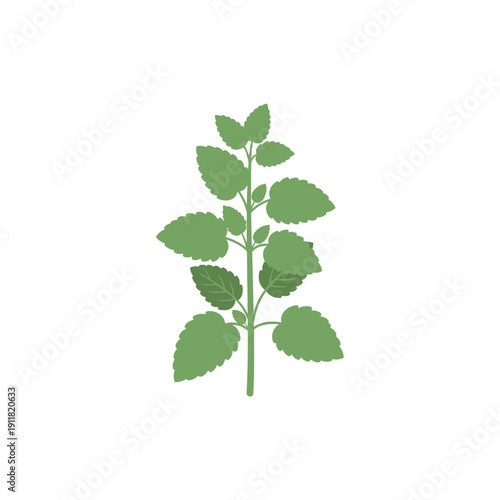 Lemon Balm Botanical Icon with Friendly Flat Icon Design, Herbal 2D Vector Illustration