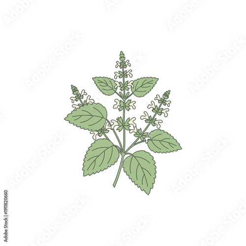 Lemon Balm Botanical Icon with Solid Flat Herbal Identity, Clean 2D Vector Plant Illustration